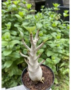 Baobab chacal (adenium arabicum) de 5 ans - AR22