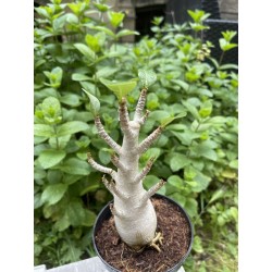 Baobab chacal (adenium arabicum) de 5 ans - AR22