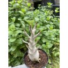Baobab chacal (adenium arabicum) de 5 ans - AR22