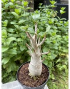 Baobab chacal (adenium arabicum) de 5 ans - AR22