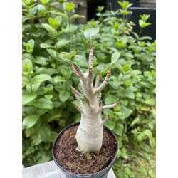 Baobab chacal (adenium arabicum) de 5 ans - AR22