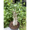 Baobab chacal (adenium arabicum) de 5 ans - AR22