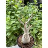 Baobab chacal (adenium arabicum) de 5 ans - AR22