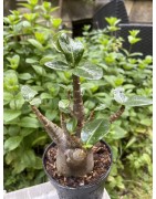 Baobab chacal (adenium arabicum) de 5 ans - AR23