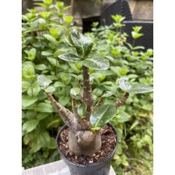 Baobab chacal (adenium arabicum) de 5 ans - AR23