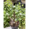 Baobab chacal (adenium arabicum) de 5 ans - AR23