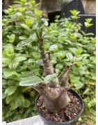 Baobab chacal (adenium arabicum) de 5 ans - AR23