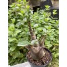 Baobab chacal (adenium arabicum) de 5 ans - AR23