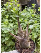 Baobab chacal (adenium arabicum) de 5 ans - AR23