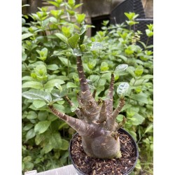 Baobab chacal (adenium arabicum) de 5 ans - AR23