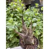 Baobab chacal (adenium arabicum) de 5 ans - AR23
