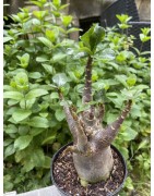 Baobab chacal (adenium arabicum) de 5 ans - AR23