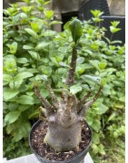 Baobab chacal (adenium arabicum) de 5 ans - AR23