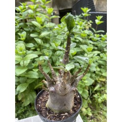 Baobab chacal (adenium arabicum) de 5 ans - AR23