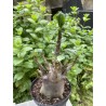 Baobab chacal (adenium arabicum) de 5 ans - AR23