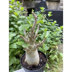 Baobab chacal (adenium arabicum) de 5 ans - AR24