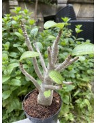 Baobab chacal (adenium arabicum) de 5 ans - AR25