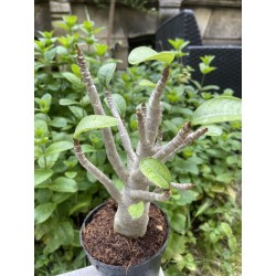 Baobab chacal (adenium arabicum) de 5 ans - AR25