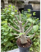 Baobab chacal (adenium arabicum) de 5 ans - AR25