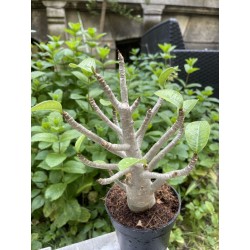 Baobab chacal (adenium arabicum) de 5 ans - AR25