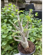 Baobab chacal (adenium arabicum) de 5 ans - AR25