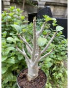 Baobab chacal (adenium arabicum) de 5 ans - AR25