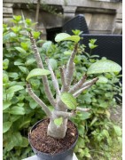 Baobab chacal (adenium arabicum) de 5 ans - AR25