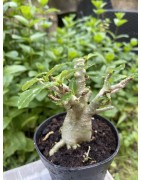 Baobab chacal (adenium arabicum) de 3 ans - AR26