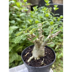 Baobab chacal (adenium arabicum) de 3 ans - AR26