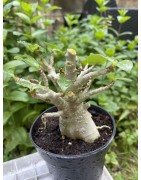 Baobab chacal (adenium arabicum) de 3 ans - AR26