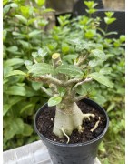 Baobab chacal (adenium arabicum) de 3 ans - AR26