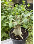 Baobab chacal (adenium arabicum) de 3 ans - AR26
