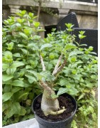 Baobab chacal (adenium arabicum) de 3 ans - AR27