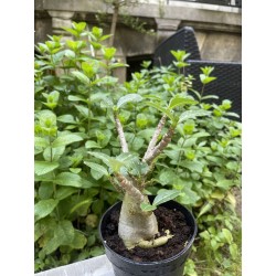 Baobab chacal (adenium arabicum) de 3 ans - AR27