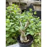 Baobab chacal (adenium arabicum) de 3 ans - AR27