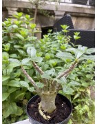 Baobab chacal (adenium arabicum) de 3 ans - AR27