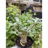 Baobab chacal (adenium arabicum) de 3 ans - AR27