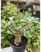 Baobab chacal (adenium arabicum) de 3 ans - AR27