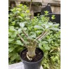 Baobab chacal (adenium arabicum) de 3 ans - AR27