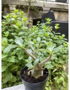 Baobab chacal (adenium arabicum) de 3 ans - AR27