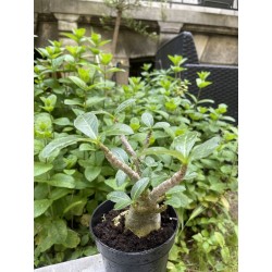 Baobab chacal (adenium arabicum) de 3 ans - AR27