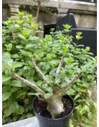 Baobab chacal (adenium arabicum) de 3 ans - AR27