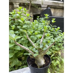 Baobab chacal (adenium arabicum) de 3 ans - AR27