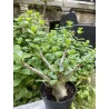 Baobab chacal (adenium arabicum) de 3 ans - AR27