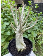 Baobab chacal (adenium arabicum) de 5 ans - AR28