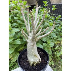 Baobab chacal (adenium arabicum) de 5 ans - AR28