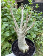 Baobab chacal (adenium arabicum) de 5 ans - AR28