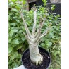 Baobab chacal (adenium arabicum) de 5 ans - AR28
