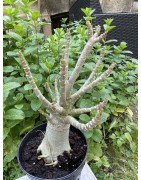 Baobab chacal (adenium arabicum) de 5 ans - AR28