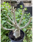 Baobab chacal (adenium arabicum) de 5 ans - AR28